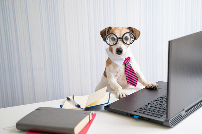 Adorable Boss nerd dog working on remote project online conference.