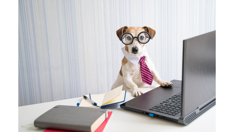 Adorable Boss nerd dog working on remote project online conference.