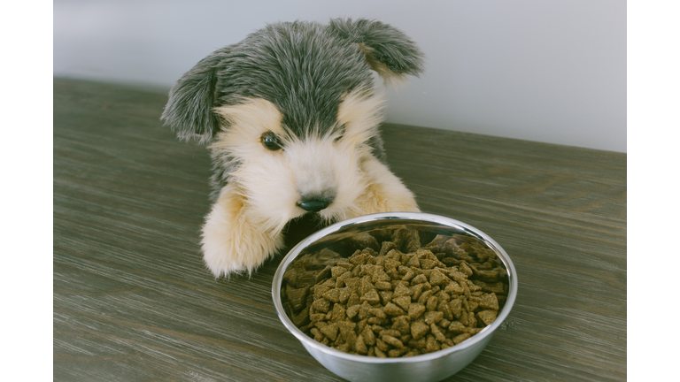 Stuffed Puppy Prepares to Eat