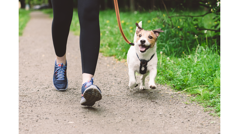 Woman running with dog to workout during morning walk