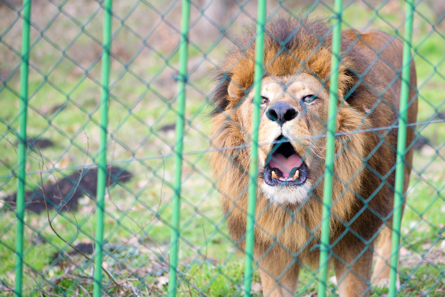 Lion in the zoo behind the fence