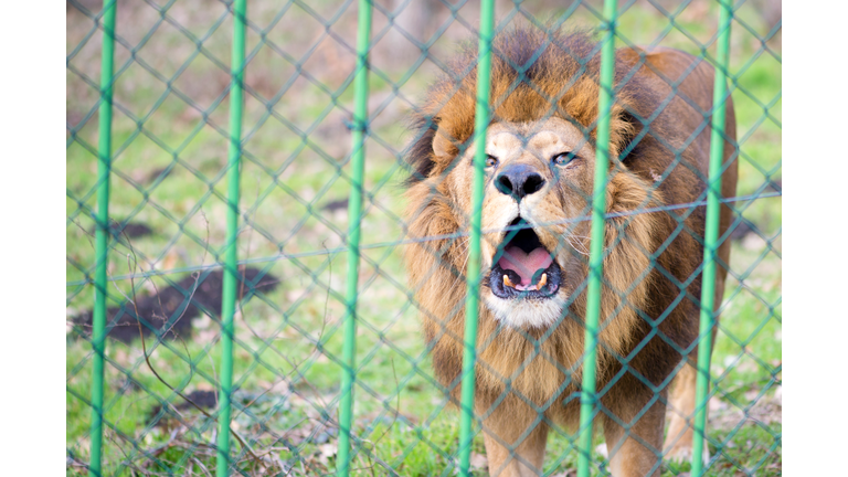 Lion in the zoo behind the fence