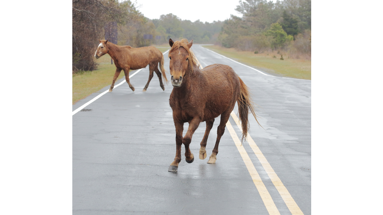 Running Horse-Assateague Is. Natl. Seashore
