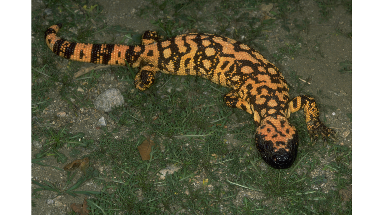 Gila Monster