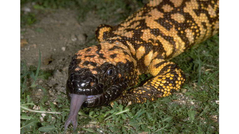 Gila Monster