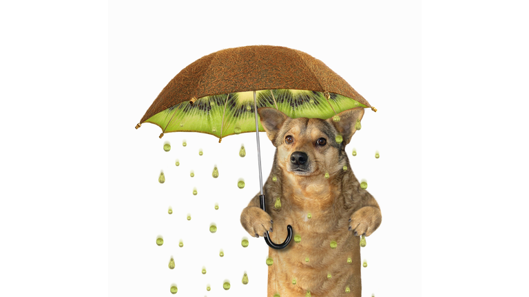 The dog is under a kiwi fruit umbrella. It is raining. Juice drops instead of raindrops. White background. Isolated.