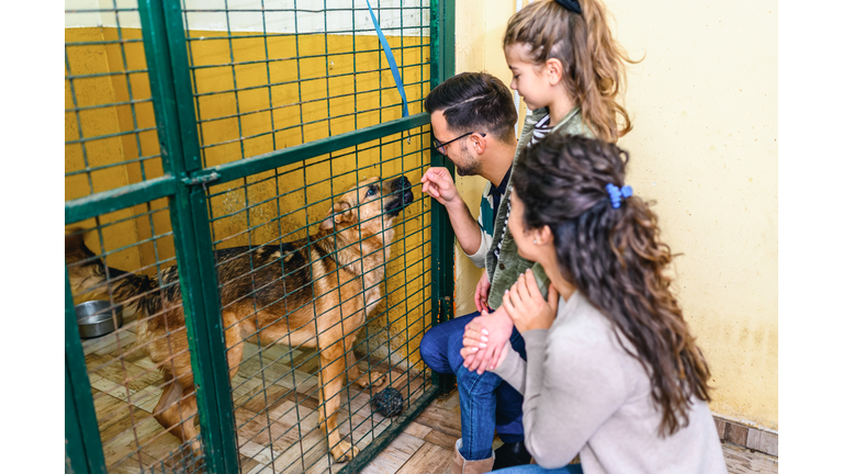 Family getting to know dogs in animal shelter