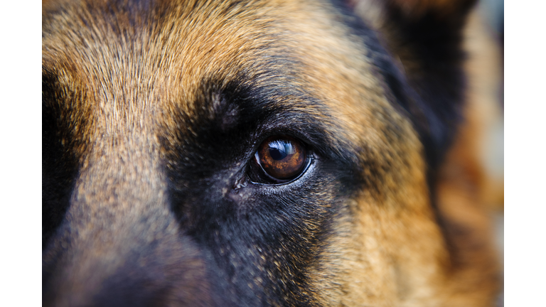 Close-up of German Shepard brown eye looking straight at us