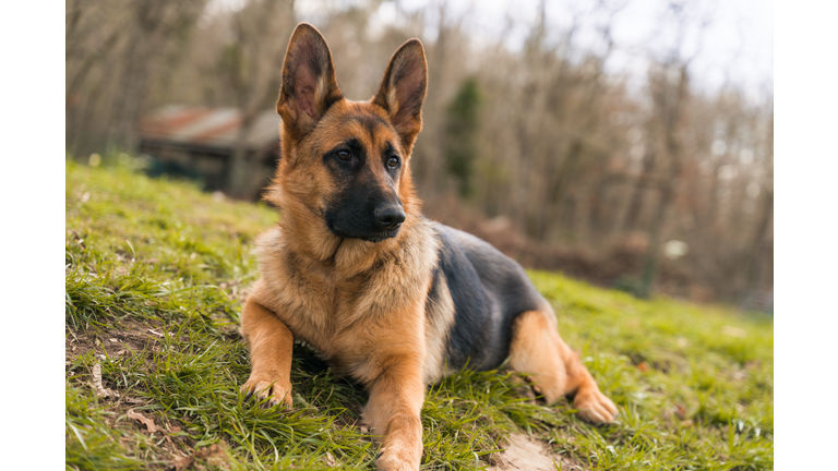 German Shepherd