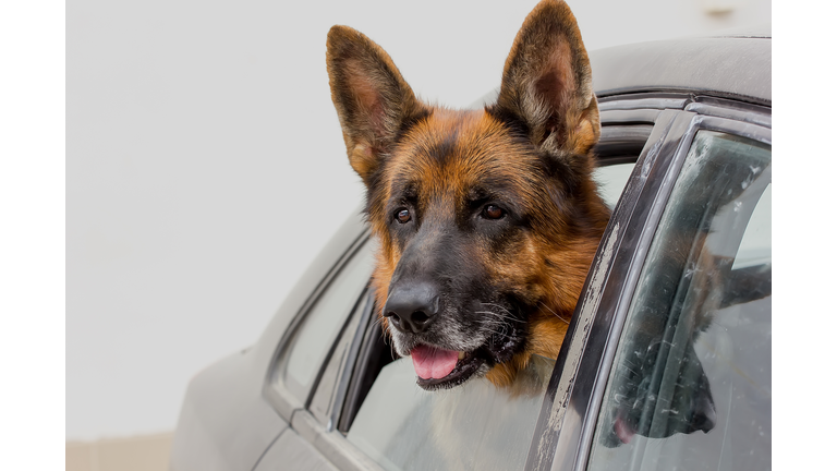 German shepherd dog looks out of the car window