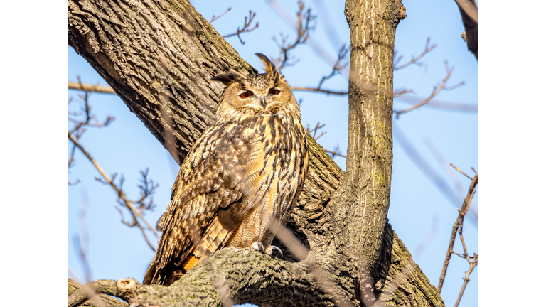 Flaco,The Central Park Escaped Eurasian Eagle Owl,Central Park,United States,USA