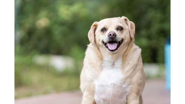 portrait of overweight mongrel dog in a garden