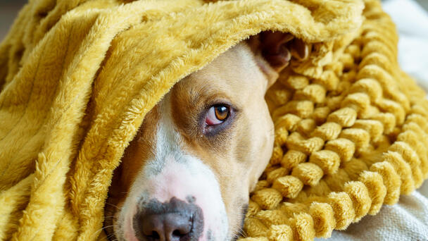 ARL of Iowa Offers Tips to Keep Pets Safe This Fourth of July