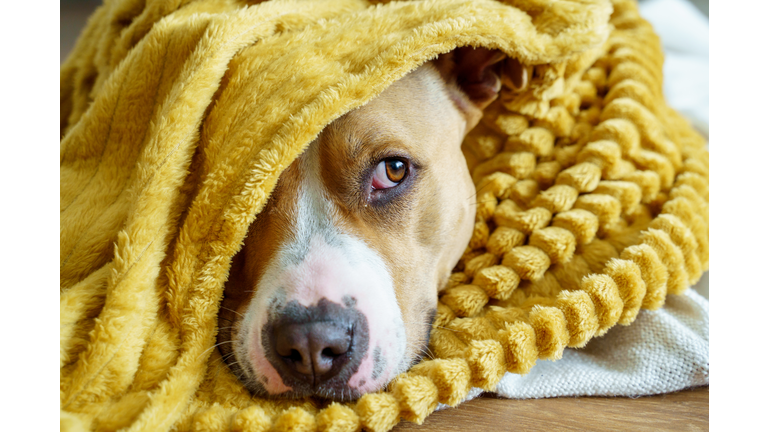 Close-up portrait of Pitbull dog with sadness expression at home indoors