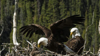 Eagles Fight Over Whose Turn it is to Sit on the Eggs
