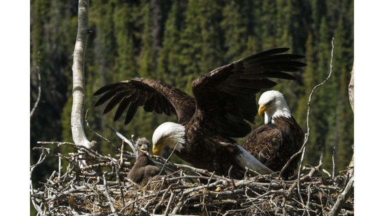 Bald Eagle, nesting