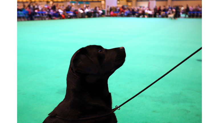 First Day Of Crufts 2015