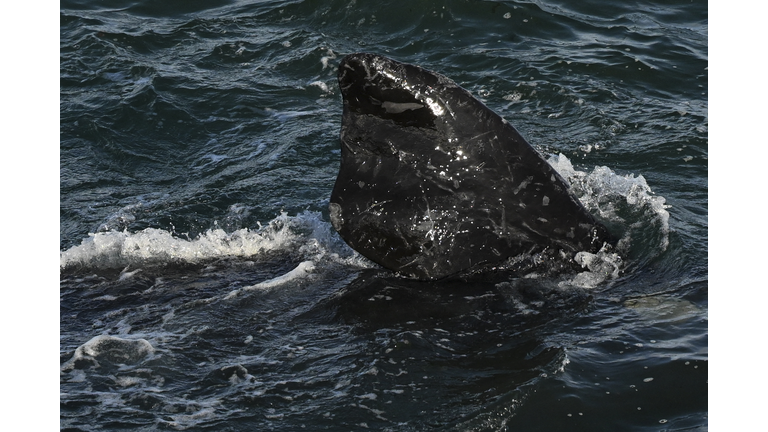 ARGENTINA-ENVIRONMENT-ANIMAL-WHALE