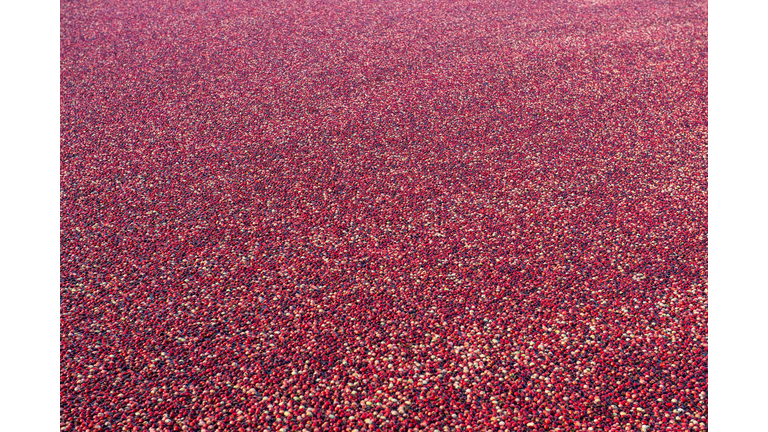 US-AGRICULTURE-HARVEST-CRANBERRIES