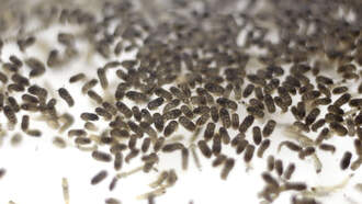 Florida Man=150 Bugs Living And Feeding Inside Nose Cavity