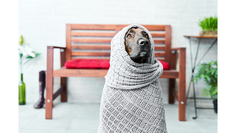 Close-up portrait of dog wrapped in blanket