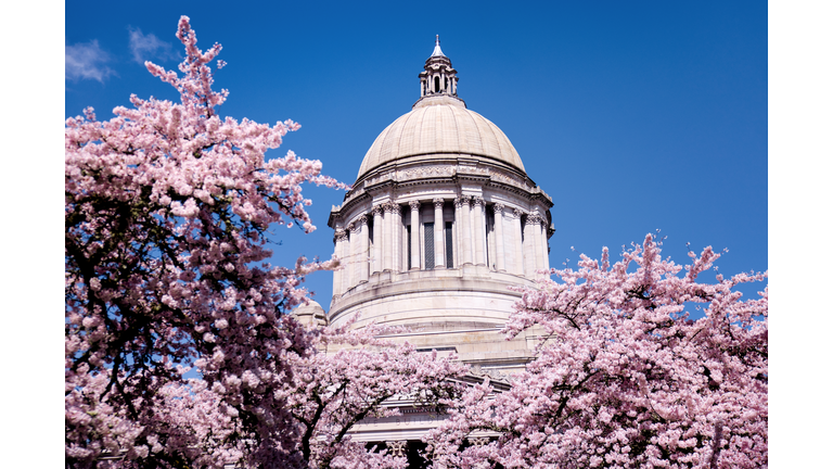 Washington State Capitol Building With Cherry Blossoms