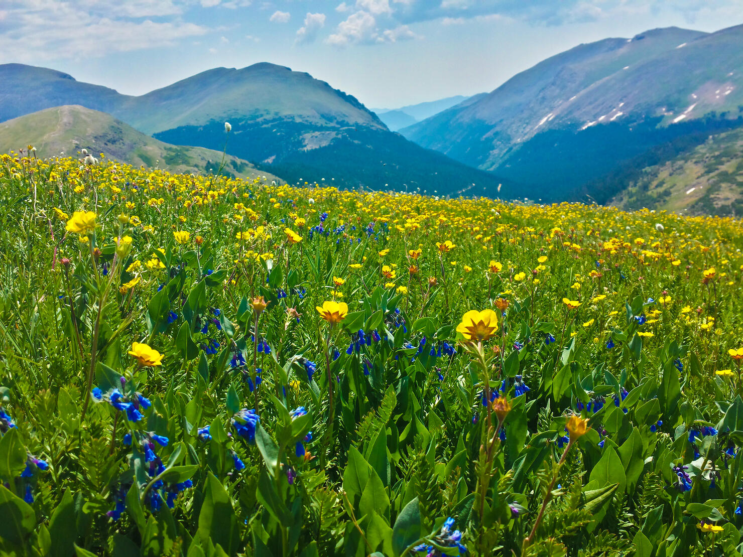 Scenic view of flowering plants on field against sky,Rocky Mountain National Park,Colorado,United States,USA