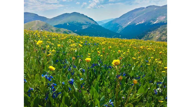 Scenic view of flowering plants on field against sky,Rocky Mountain National Park,Colorado,United States,USA