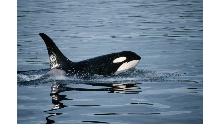 Orca Whale at Surface