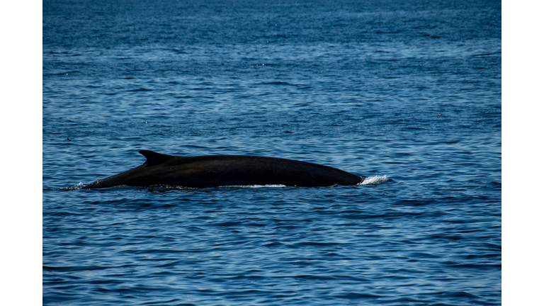 US-ANIMAL-OCEAN