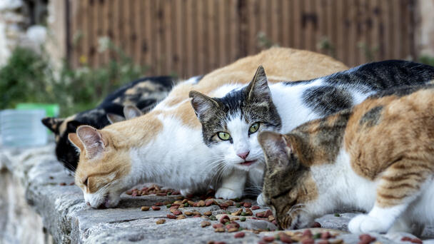 Inglewood Faces Safety Issues from Feral Cats and Coyotes