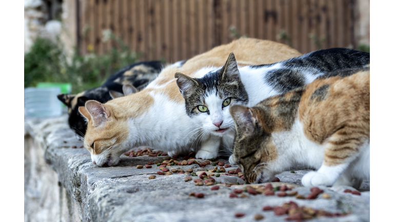 Group of stray cats eating feed on the street.