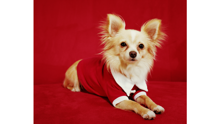 Long haired Chihuahua wearing red shirt, portrait