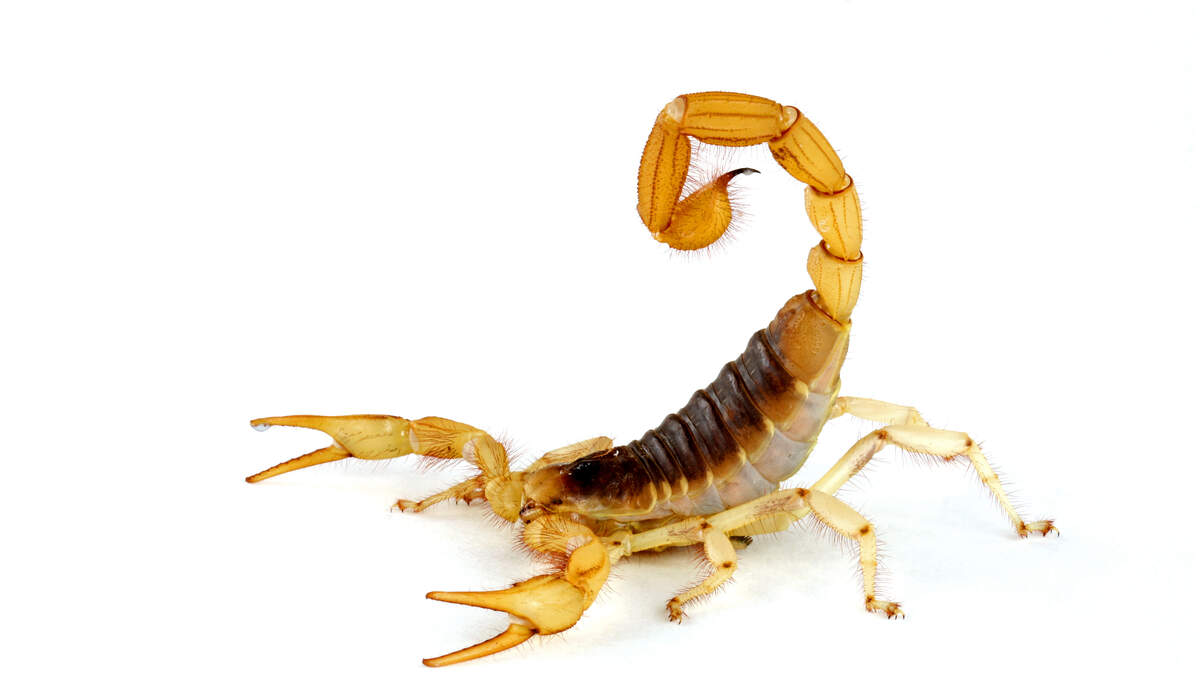 Traveler Stung By Scorpion At Boston Airport | New Country 107.9 YYD ...