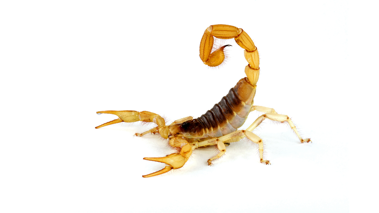 Desert Hairy Scorpion.