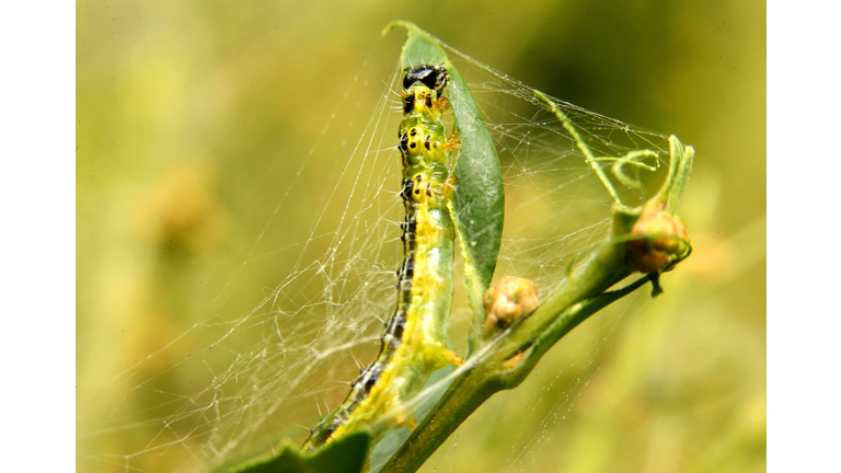 FRANCE-ENVIRONMENT-NATURE-EPPO