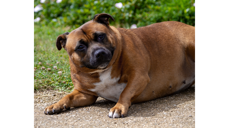 Fat dog