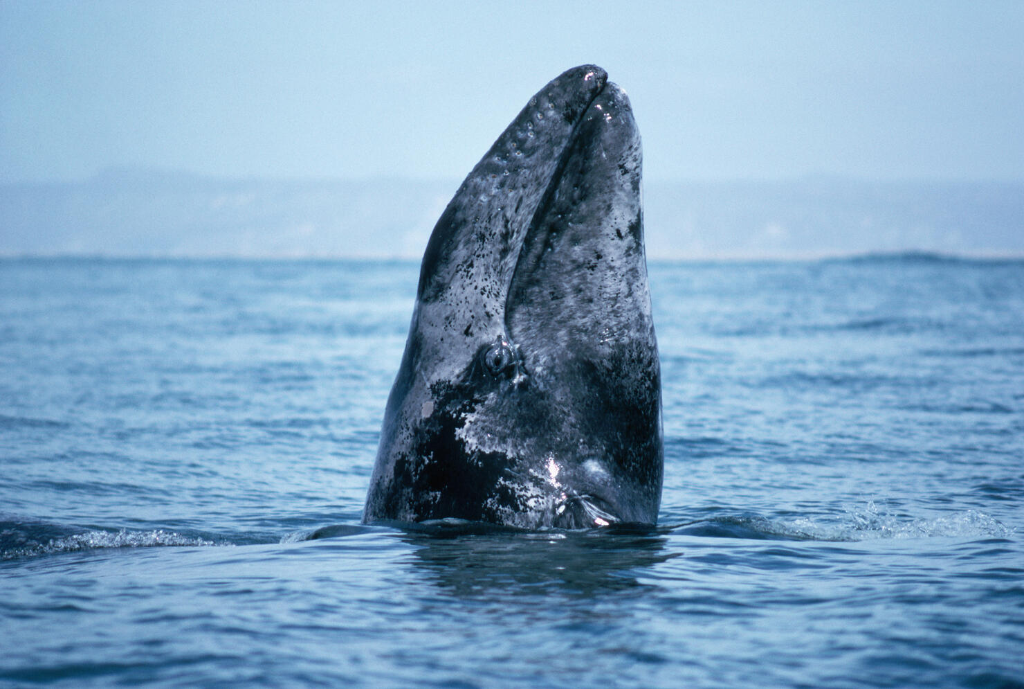 Gray Whale Surfacing