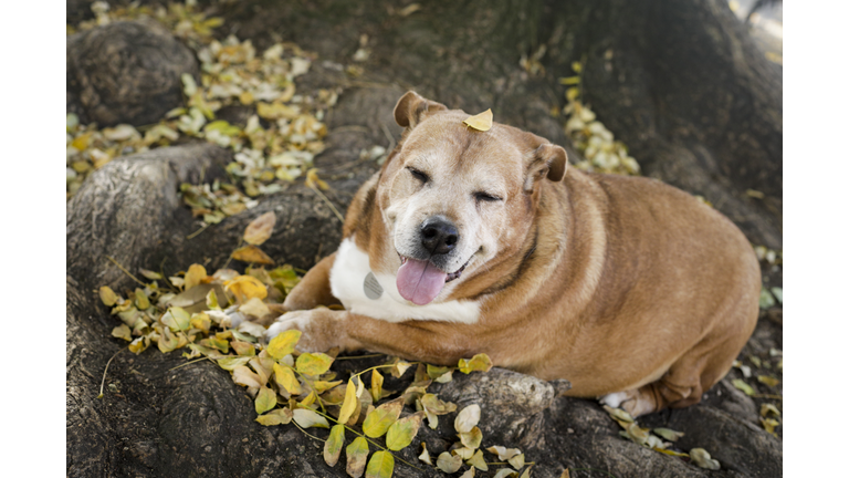 Senior dog resting in fall leaves