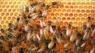 Frequency Healing & Bees