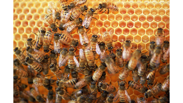 Frequency Healing & Bees