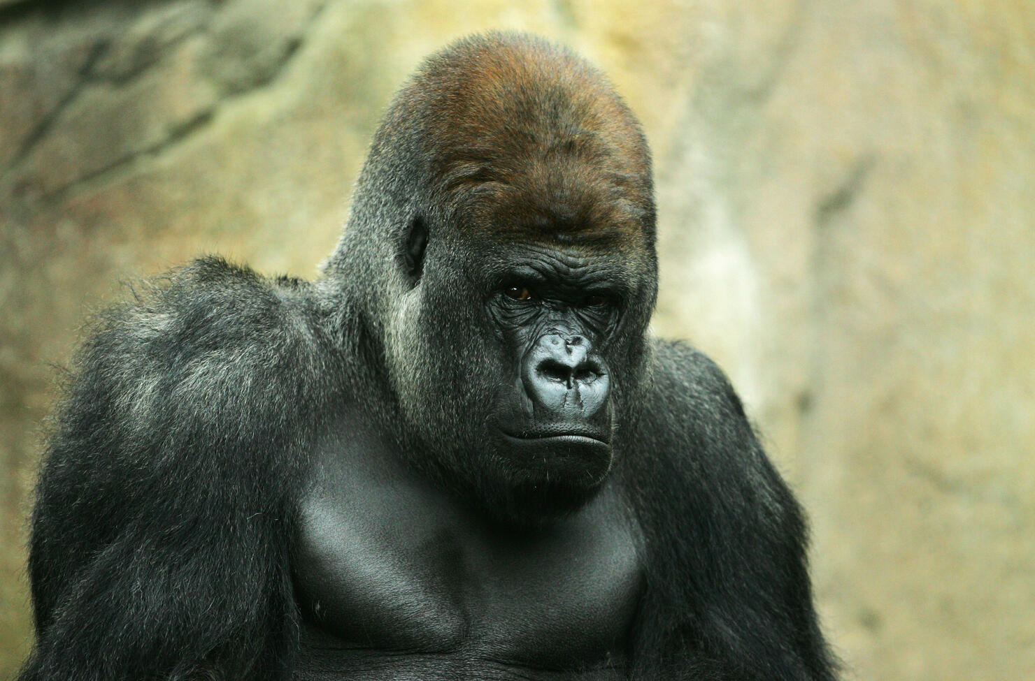Taronga Zoo Welcomes Gorilla Baby
