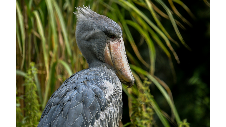 BELGIUM-ANIMAL-ZOO