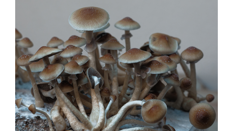 Hallucinogenic mushrooms in growkit