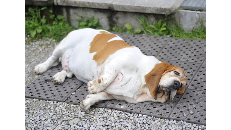 fat dog lying on floor with obesity