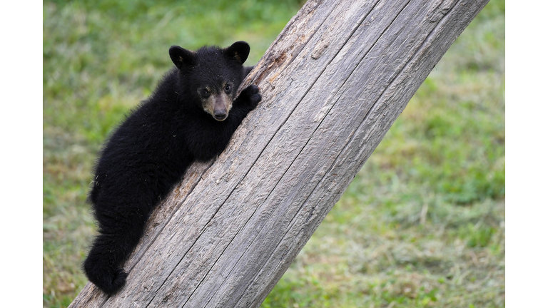 FRANCE-ANIMALS-BEAR-ZOO