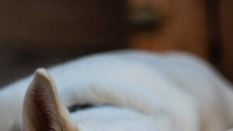 @YAYAMARTINEZ: BEST & WORST Behaved Dog Breeds, Did your Dog Make The List?