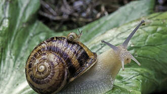 2024 World Snail Racing Championships 