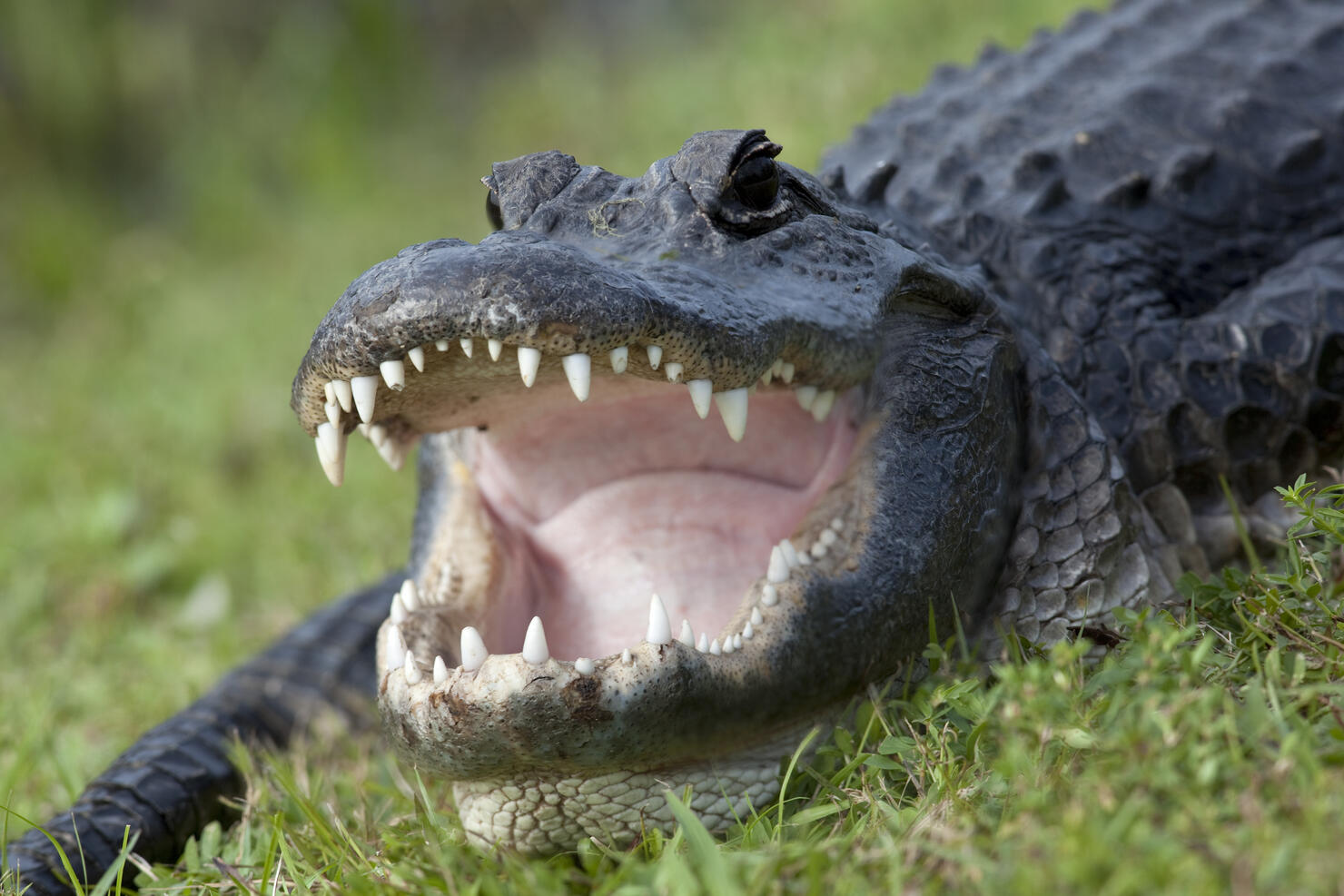 Alligator Bite