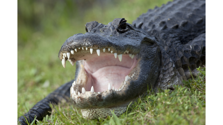 Alligator Bite